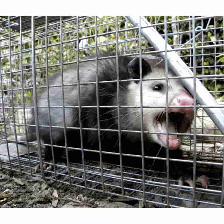 humane animal trap cat possum turkey dog